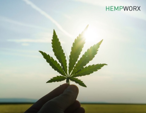CBD levél CBD cannabidol